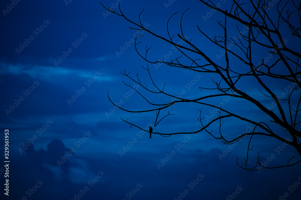 Silhouette small bird on branch with deep blue sky. Silhouette small bird on branch with deep blue sky.