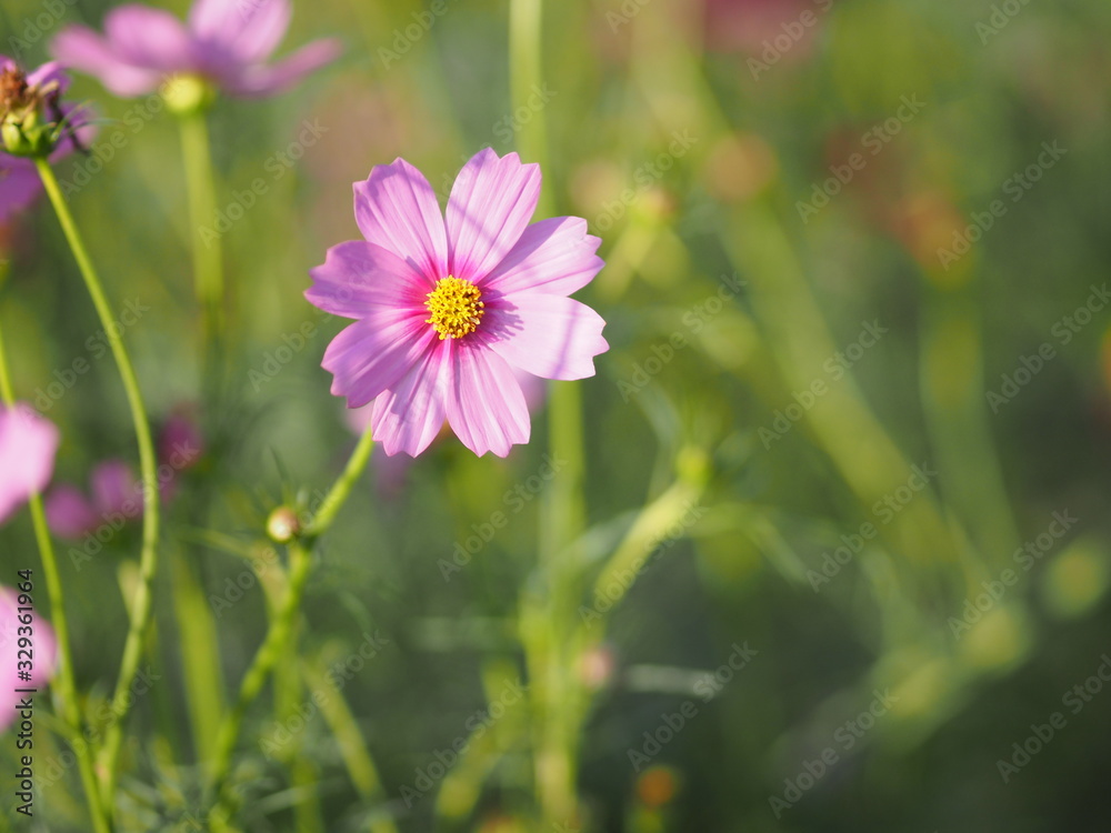 Pink Sulfur Cosmos, Mexican Aster flowers are blooming beautifully in the garden, blurred of nature background Pink Sulfur Cosmos, Mexican Aster flowers are blooming beautifully in the garden, blurred of nature background