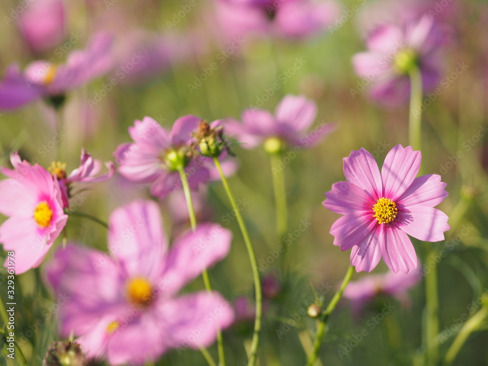 Pink Sulfur Cosmos, Mexican Aster flowers are blooming beautifully in the garden, blurred of nature background Pink Sulfur Cosmos, Mexican Aster flowers are blooming beautifully in the garden, blurred of nature background