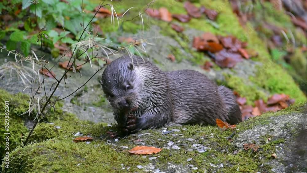 European River Otter (Lutra lutra) eating fish European River Otter (Lutra lutra) eating fish