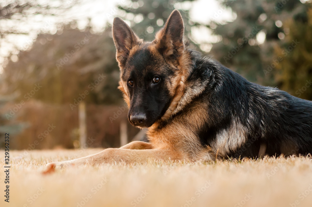A junior german shepherd dog resting in a backyard