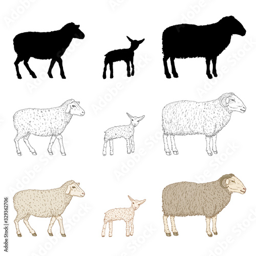 Vector Set of Sheep  Ram  Lamb Illustration. Silhouette  Sketch  Cartoon Style.