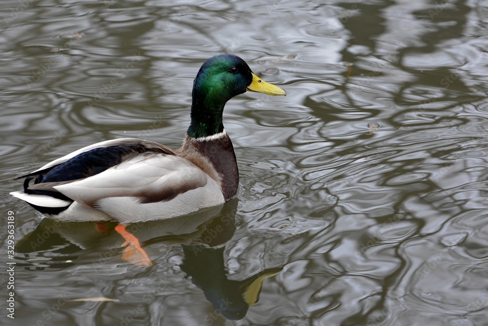 Obraz premium duck in water