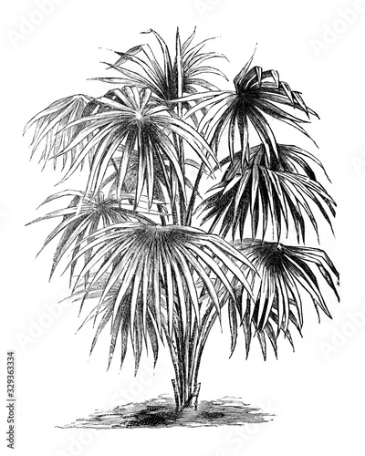 Palm tree australis (Corypha australis) / Antique illustration from Brockhaus Konversations-Lexikon 1908