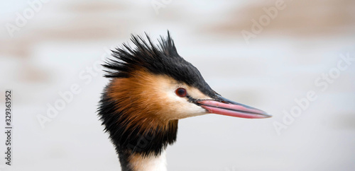 Photos beautiful macro portrait of a great crested grebe in nature