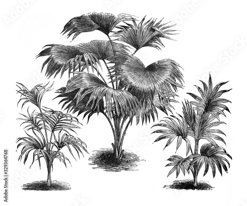 Canterburyana -livistona sinensis / Kentia Belmoreana palm tree / Antique illustration from Brockhaus Konversations-Lexikon 1908