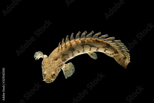 Polypterus endlicheri-Bichir fish, a species of freshwater fish in the bichir family (Polypteridae) of order Polypteriformes
