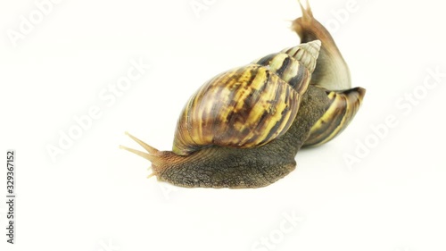 The snail on white background.