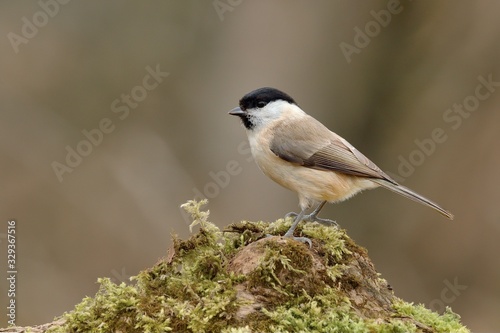 Willow Tit sitting on a tree trunk. Covered with moss. Genus species Parus montanus. © Robert Adami