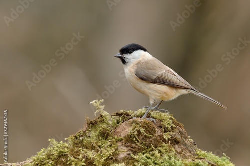 Willow Tit sitting on a tree trunk. Covered with moss. Genus species Parus montanus.