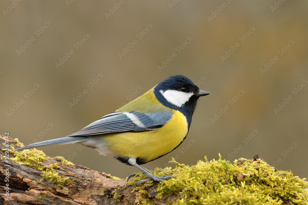Obraz premium Great Tit standing on old wood in forest,closeup. Looking for food. Genus species Parus major.