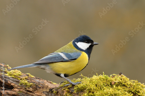 Great Tit standing on old wood in forest,closeup. Looking for food. Genus species Parus major.
