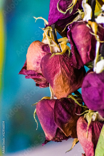 Photos Dried red flower petals in a corsage, blue background out of focus