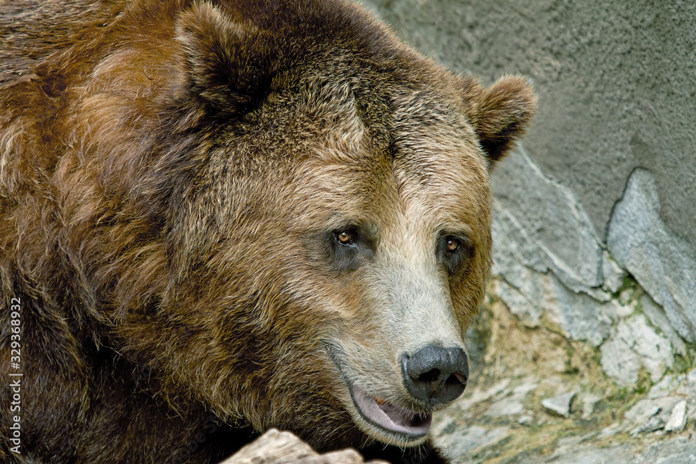 Captive coastal brown bear (Ursus arctos) portrait, Michigan, USA