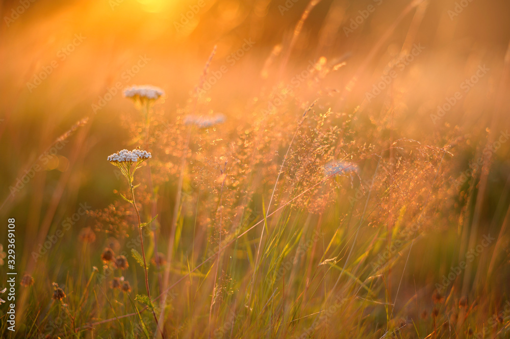 Flowers and grasses in the meadow, sunset light in the evening.