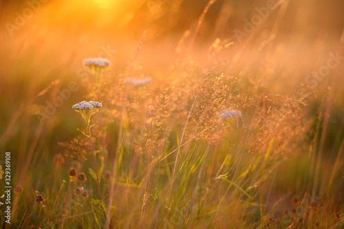 Flowers and grasses in the meadow, sunset light in the evening.