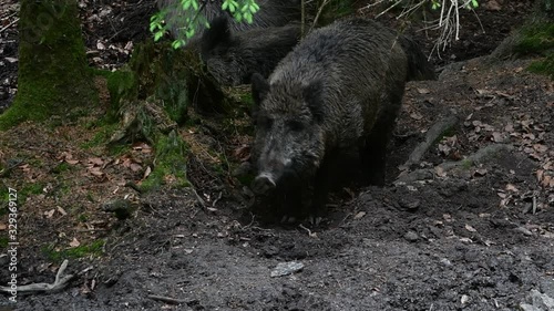 Wallpaper Mural Male wild boar (Sus scrofa) standing in forest Torontodigital.ca