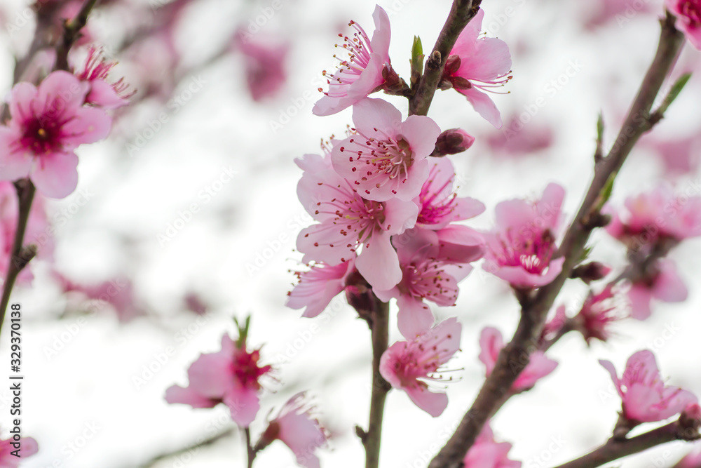 Peach flowers Peach flowers