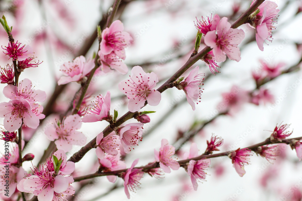 Fototapeta premium Peach flowers