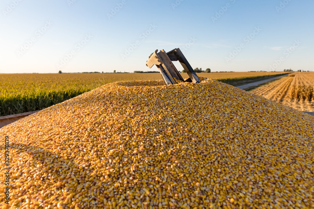 Combine harvester grain bin with full load of harvested corn kernels