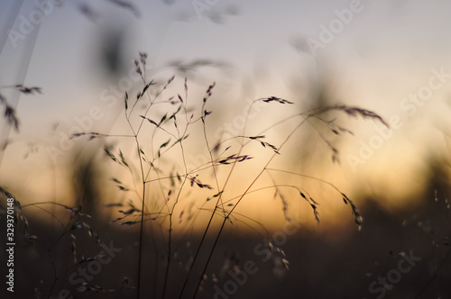 Blurred dry grass stems in sunset sky colors background