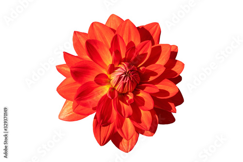 Dahlia 'Taratahi Ruby' a red tuberous herbaceous perennial summer autumn perennial flower plant cut out and isolated on a white background
