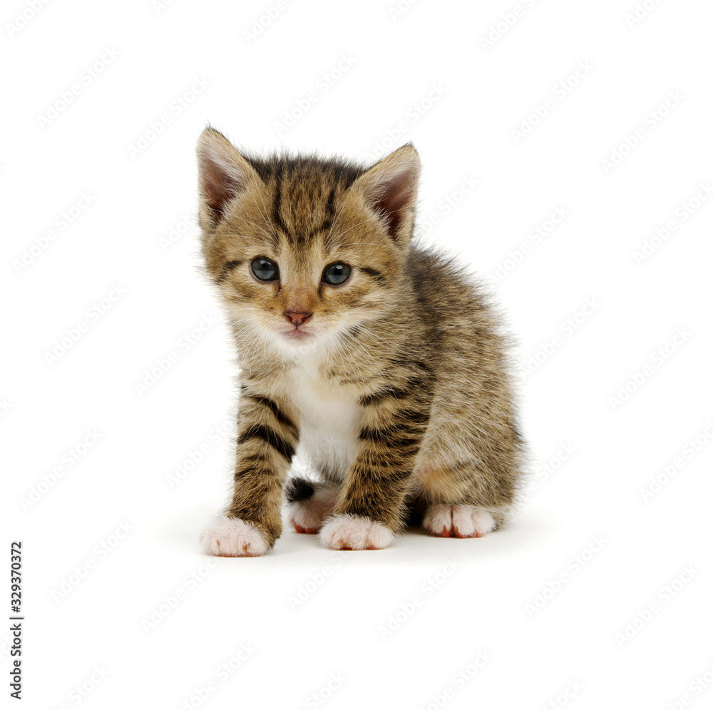 Cute tabby kitten isolated on white
