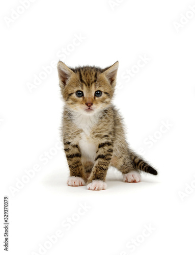 Small brown kitten isolated on white