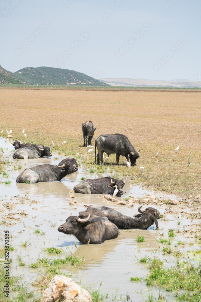 water buffalo water buffalo