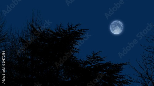 Moon In The Evening Sky Above Trees photo