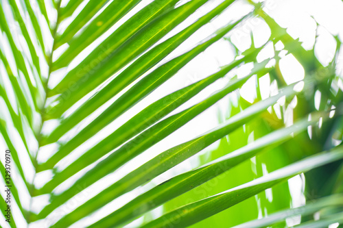 Rays of the sun through palm leaves. Soft focus. Jungle nature. Close-up of a saturated green palm leaf.