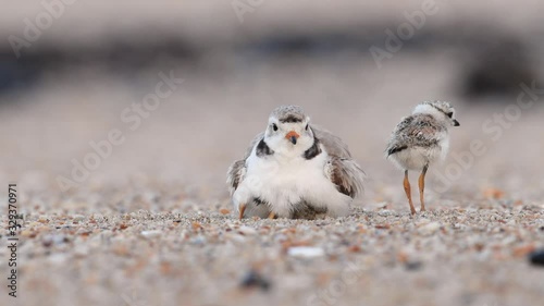 Piping Plover Mother with Chicks Video Clip in 4k