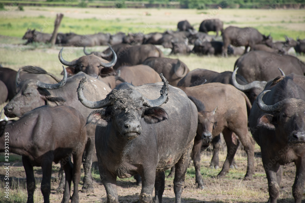 Buffalo with mud on his face Buffalo with mud on his face