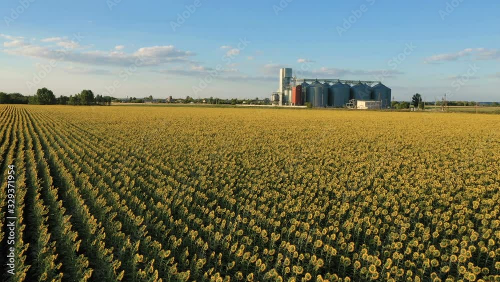 modern grain silos elevator at the field of blooming sunflowers aerial view