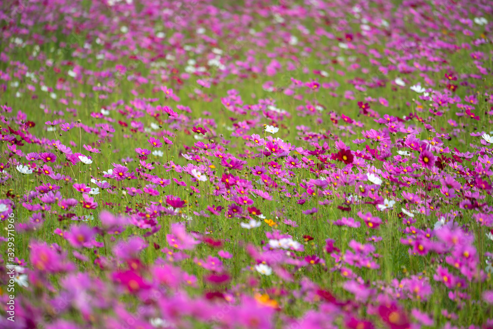 Cosmos Flowers in the field