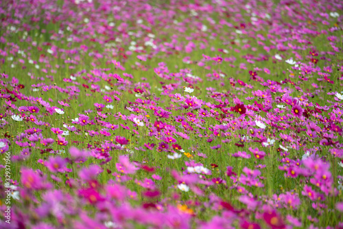 Cosmos Flowers in the field