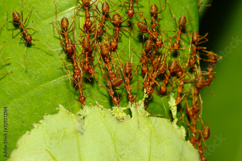 Group red ant catch leaf for build nature nest © pumppump