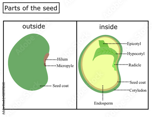 Anatomy of a seed.Inside and outside of the seed. photo