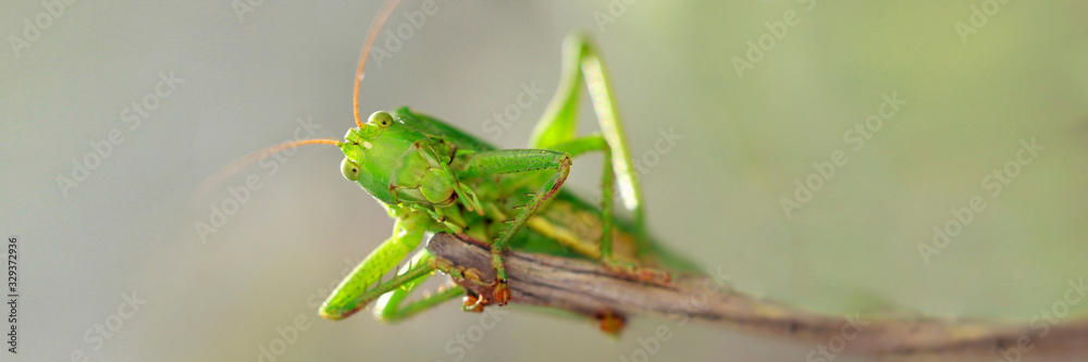 Fototapeta premium Grüne Heupferd (Tettigonia viridissima) Insekt sitzt auf Ast, Panorama