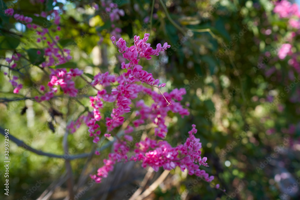 Pink spring flower with natural background Pink spring flower with natural background