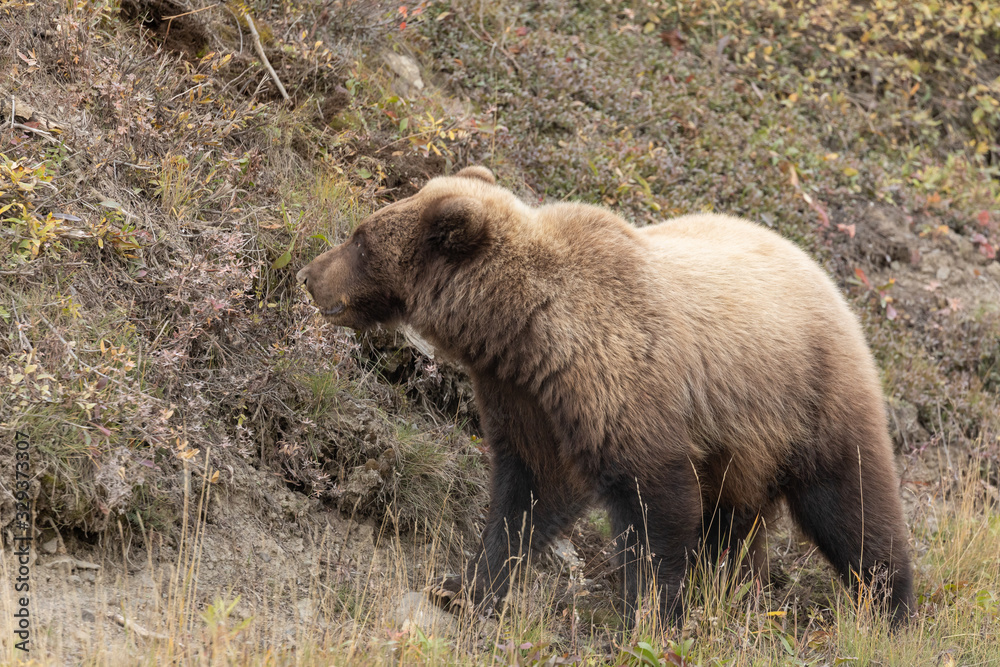 Grizzly Bear in Autumn in Denali National Park Alaska Grizzly Bear in Autumn in Denali National Park Alaska