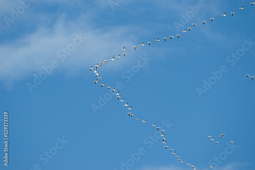 snow geese flying in formation