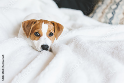 Adorable puppy Jack Russell Terrier laying on the white blanket. © Inna