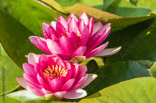 Two bright blooming pink water lilies among green leaves.  It is an excellent permanent residents of water gardens. Warm summer sunny day. Colorful summer scenery with water flowers.