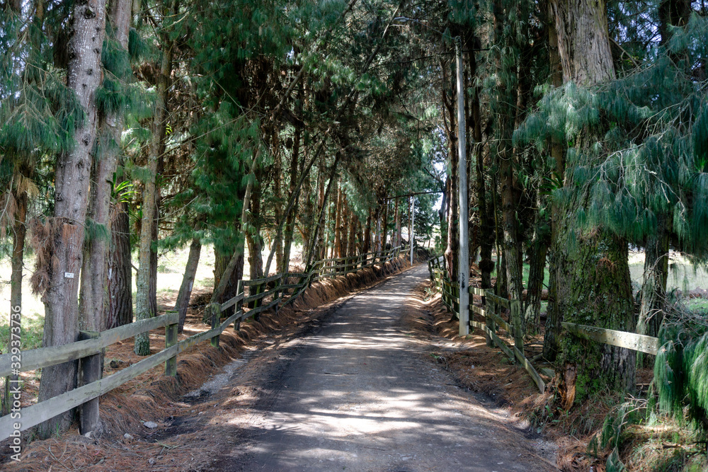 Fototapeta premium Dirt road with trees on the sides