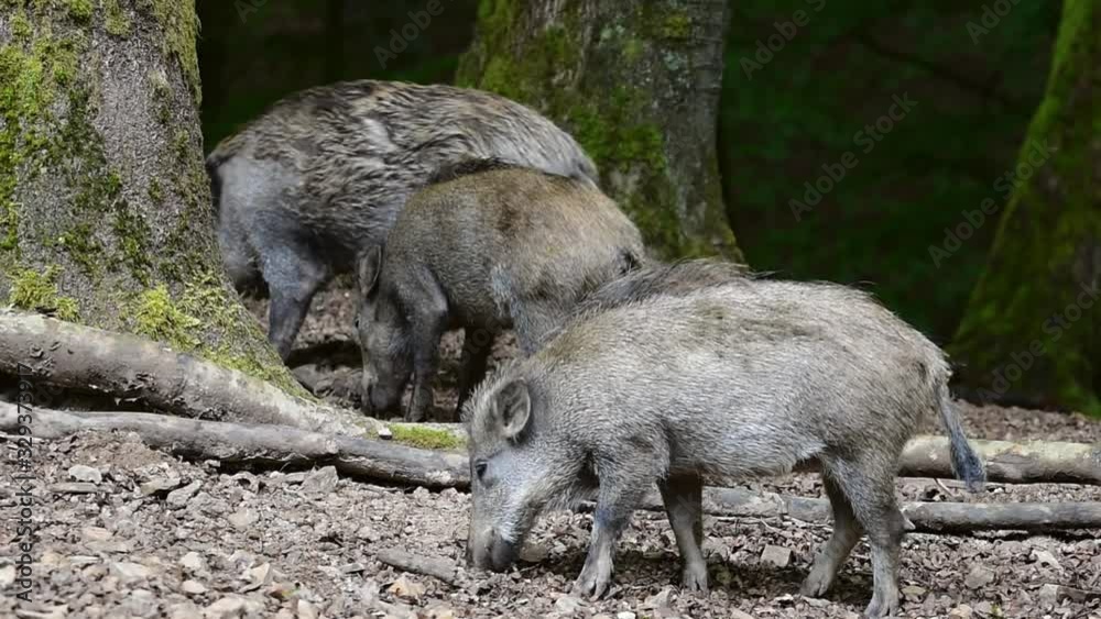 Wild boar (Sus scrofa) juveniles foraging in forest Wild boar (Sus scrofa) juveniles foraging in forest