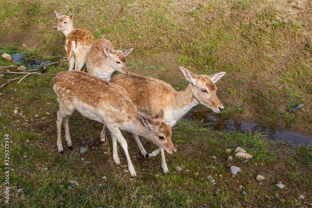 Obraz premium Grupo de ciervos en libertad