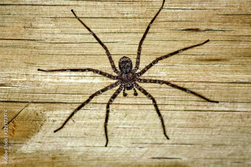 Shaggy large spider on the background of a wooden wall.