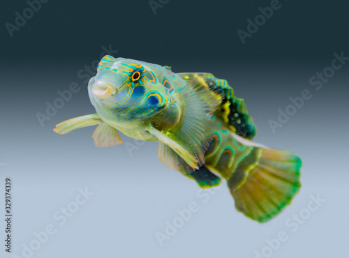 Picturesque Dragonet photo