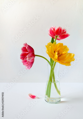Purple and yellow tulips in a glass vase against a white wall in a minimalist style